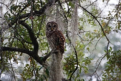 Barred owl-03-091811